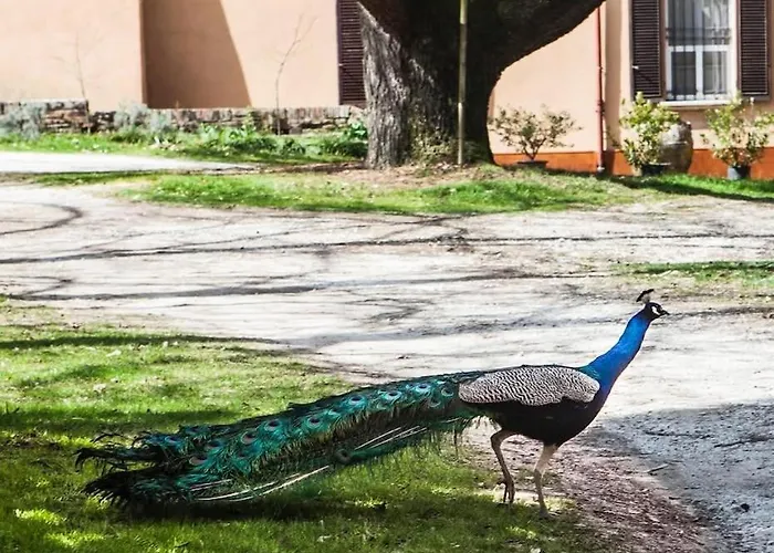 Il Cedro Del Libano 폰테 산 지오반니